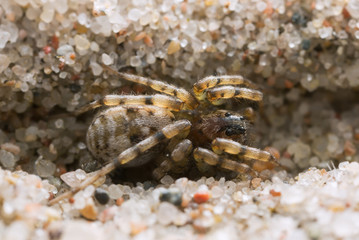Macro photo of an Arctosa wolf spider camouflaged on sand