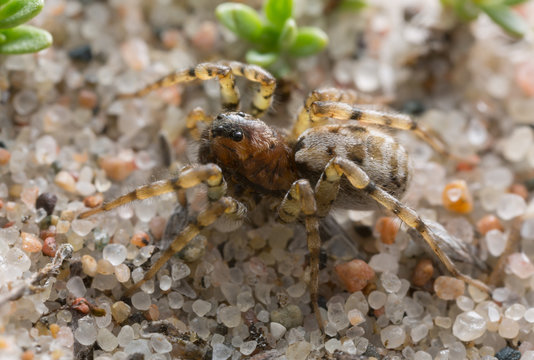 Macro photo of an Arctosa wolf spider camouflaged on sand