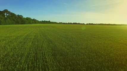 Green wheat field landscape. Barley field aerial landscape. Green agricultural field. Drone view grain growing on summer meadow. Aerial agriculture wheat field green. Green meadow