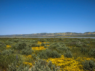 Fototapeta premium wild flower field blooming in spring in the valley