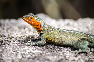 Lagartija