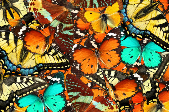 Colorful butterflies background. Nature and wildlife. Insects collection abstract