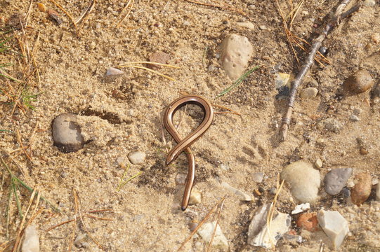 Blindschleiche (Anguis fragilis) in der Fischbeker Heide