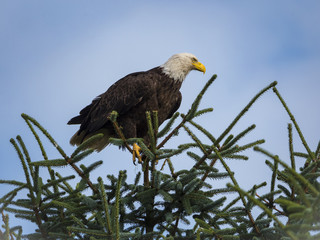 Bald Eagle in a Tree - Gustavus