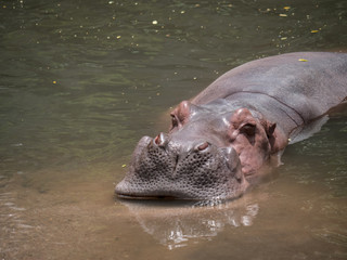 Fototapeta premium Hippopotamuses in water