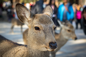 Nara Deer Portrait 