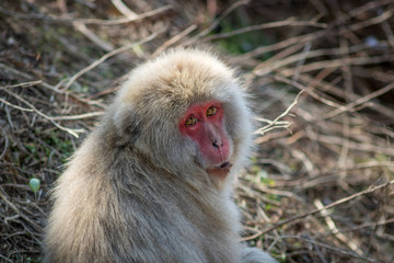 Obraz premium Japanese Monkey 