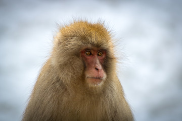Japanese Macaque Portrait 