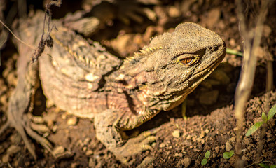 Tuatara 