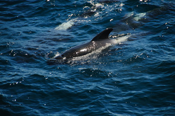 Fototapeta premium Long-finned Pilot Whales