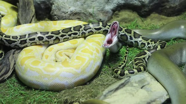 Closeup Python snake while widely open mouth