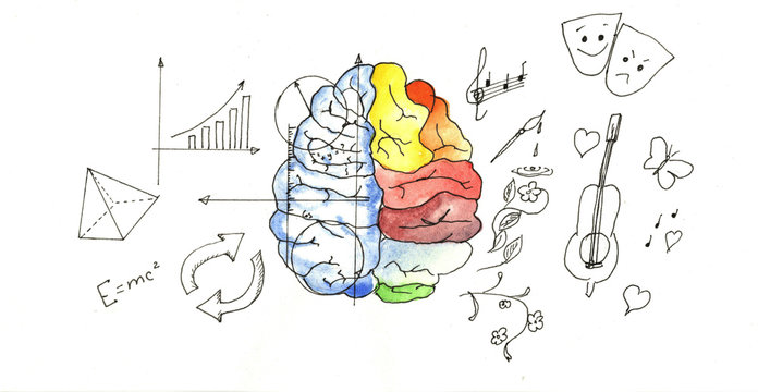 drawing diagram of the difference between the left and right hemispheres of the brain