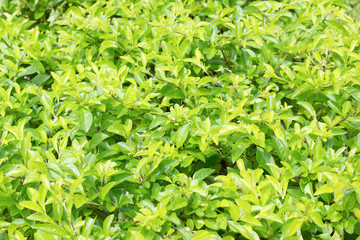 Green leaf pattern textured background. Close up nature photography.