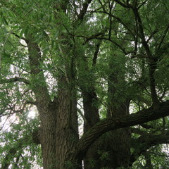 trees with green leaves in the forest in summer in northern Germany