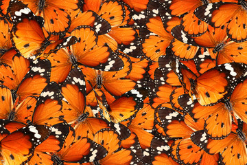 Butterflies background