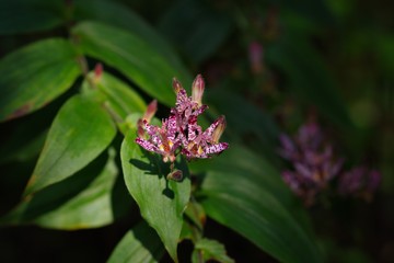 Japanese toadlily