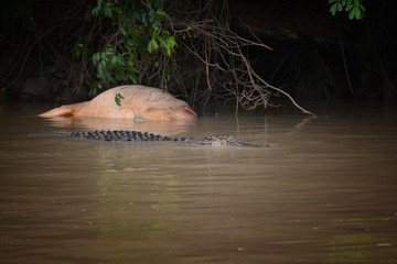 Scary image of a big wild salt water predator crocodile eating a large cow it caught in dirty murky water of Adelaide River in Australia, Northern Territory near darwin