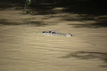 Close up of a wild and extreme dangerous salt water killer crocodile swimming the the Adelaide River in the Northern Territory, Australia near Darwin