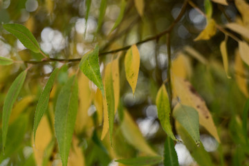 Leaves of willow with bokeh, soft focus