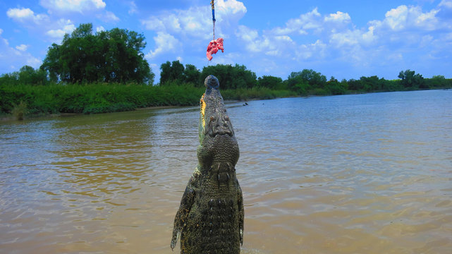 Jumping adult saltwater crocodile being teased with pork - wild in Adelaide River, near Darwin in the Northern Territory Australia - crazy dangerous australian rivers in the outback 