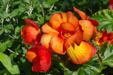 Begonia Picotee red-yellow flowers blooms in the garden