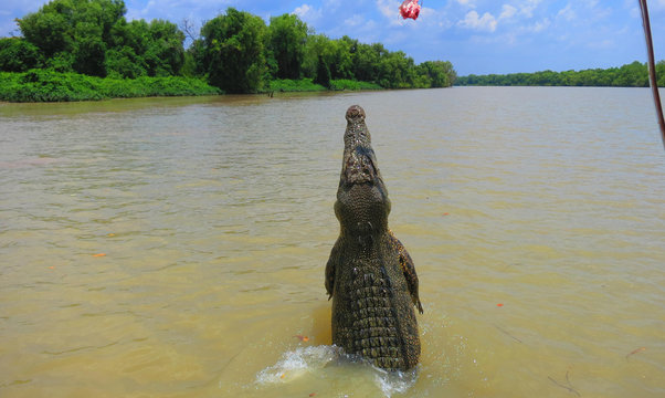 Jumping adult saltwater crocodile being teased with pork - wild in Adelaide River, near Darwin in the Northern Territory Australia - crazy dangerous australian rivers in the outback 