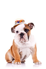 english bulldog with a traditional hat