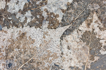 skeleton leaf abstract natural background. high-detailed view.