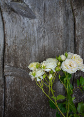 beautiful white roses on wooden surface