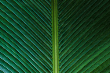 Close up vertical green leaves pattern texture background. Natural photography