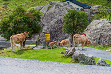 Vaches.