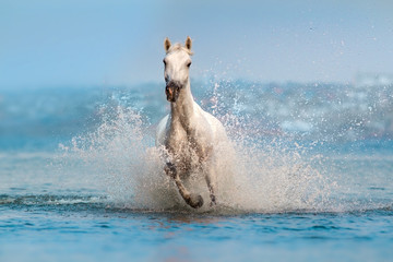 White horse run fast in blue water with splash