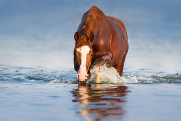 Obraz premium Czerwony koń chodzić po błękitnej wodzie