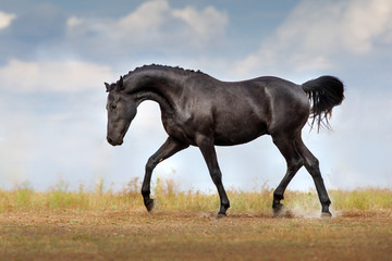 Fototapeta na wymiar Black braided horse trotting free
