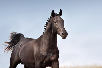 Black horse braided portrait in motion against blue sky