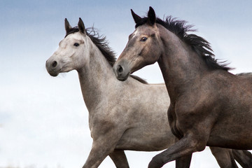Obraz na płótnie Canvas Two horse braided portrait in motion against blue sky