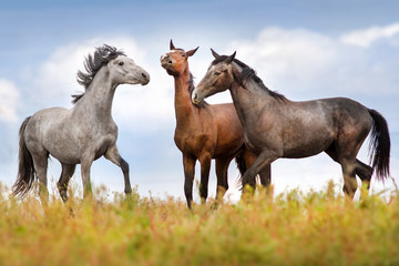Fototapeta na wymiar Horse communicate in herd
