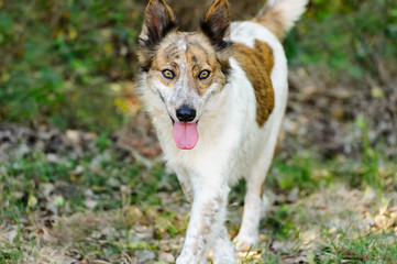 Collie Dog