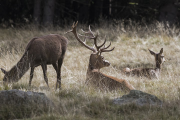 Cervi nella stagione dei bramiti