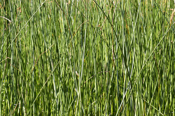 bamboo grove on mountain lake matese park