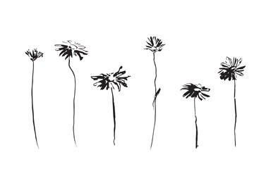 Set of chamomile flowers. Vector image painted by ink. Black hand drawn illustration.