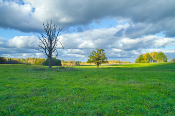 Old oak in  meadow. Latvia. 2011