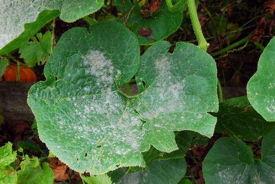 Feuille de courge malade: o&iuml;dium