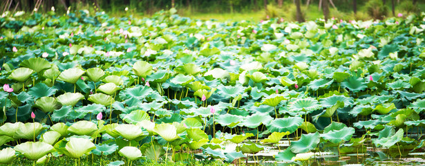 The bud of a lotus flower.Background is the lotus leaf and lotus flower and lotus bud and tree.Shooting location is the Sankeien in Yokohama, Kanagawa Prefecture Japan.