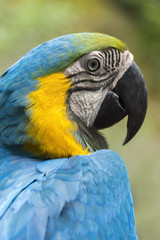 One bright colored parrot sits on the shoulder close up.