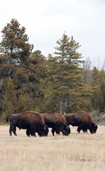 three buffalo eating grass