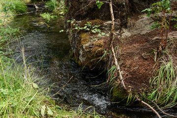 a forest stream flowing in the mountain Altai