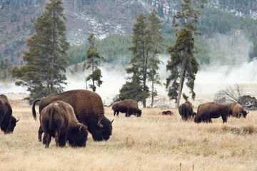 Foto op Plexiglas bizons kudde voeden met gras © OZKAN
