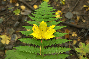 leaf on a fern