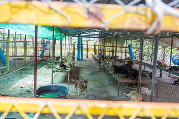 Thai dog in the cage